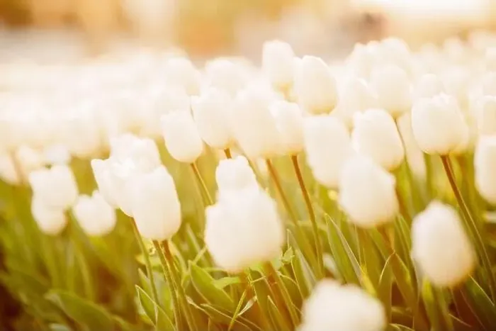 Framed Print : large beautiful field with tulips in beatuifull Ukraine Framed Print : large beautiful field with tulips in beatuifull Ukraine