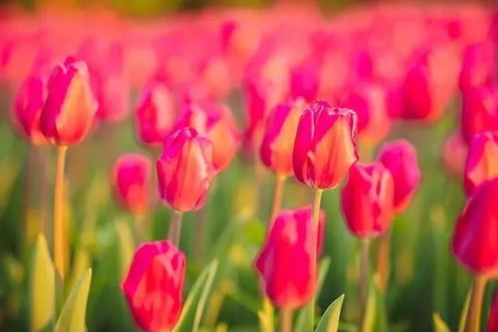 Framed Print : large beautiful field with tulips in beatuifull Ukraine Framed Print : large beautiful field with tulips in beatuifull Ukraine