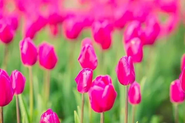Framed Print : large beautiful field with tulips in beatuifull Ukraine Framed Print : large beautiful field with tulips in beatuifull Ukraine