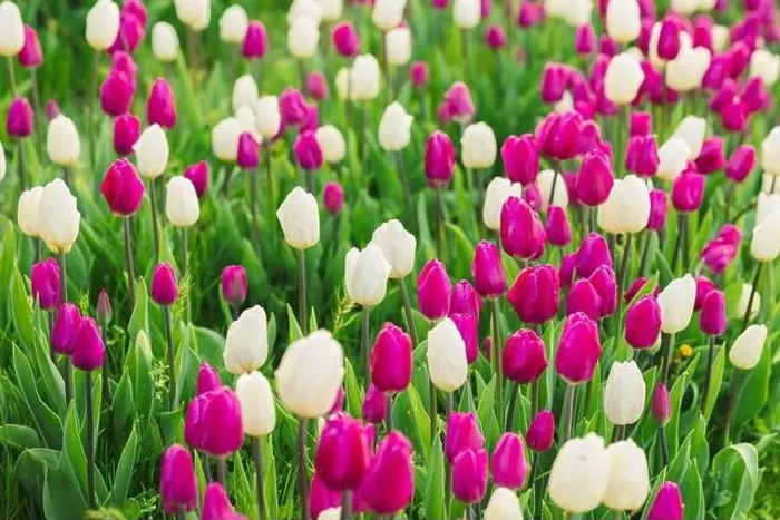 Framed Print : large beautiful field with tulips in beatuifull Ukraine Framed Print : large beautiful field with tulips in beatuifull Ukraine