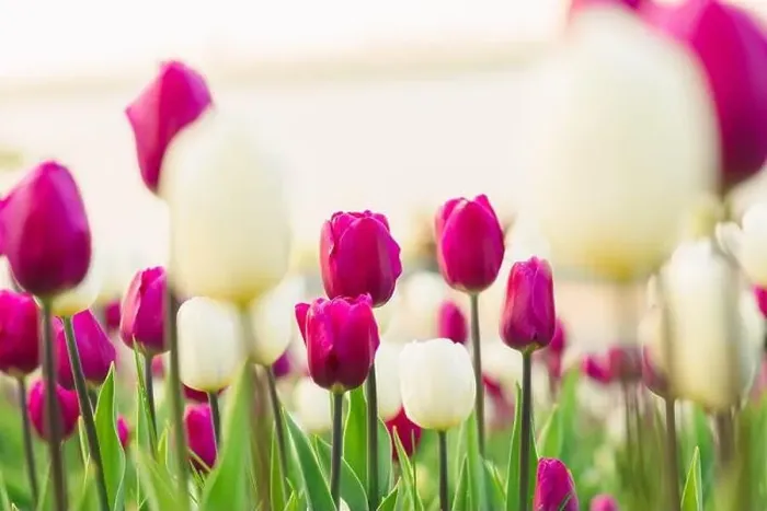 Framed Print : large beautiful field with tulips in Ukraine Framed Print : large beautiful field with tulips in Ukraine