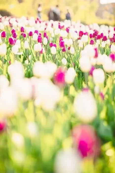 Framed Print : large beautiful field with tulips in Ukraine Framed Print : large beautiful field with tulips in Ukraine