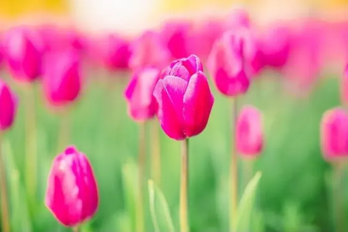 Framed Print : large beautiful field with tulips in Ukraine Framed Print : large beautiful field with tulips in Ukraine