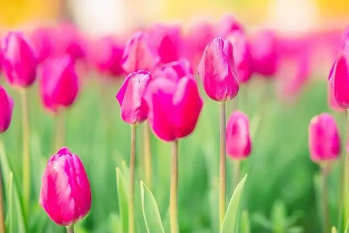 Framed Print : large beautiful field with tulips in Ukraine Framed Print : large beautiful field with tulips in Ukraine