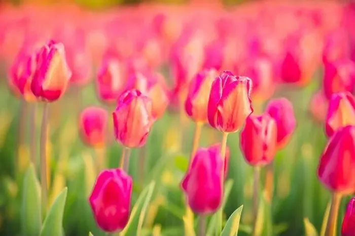 Framed Print : large beautiful field with tulips in Ukraine Framed Print : large beautiful field with tulips in Ukraine