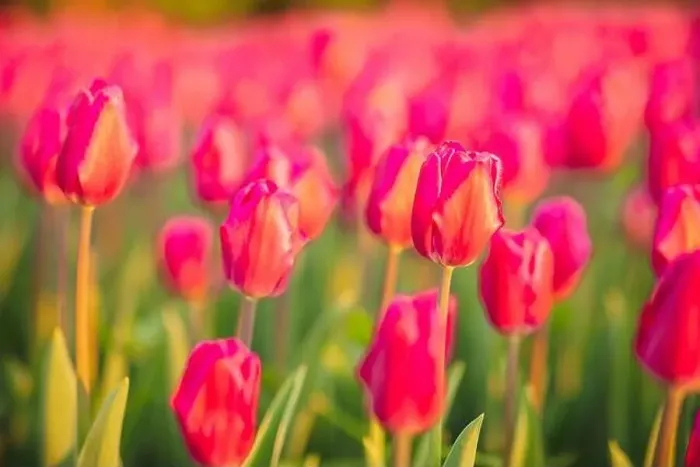 Framed Print : large beautiful field with tulips in Ukraine Framed Print : large beautiful field with tulips in Ukraine
