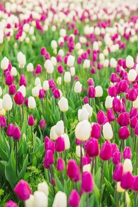 Framed Print : large beautiful field with tulips in Ukraine Framed Print : large beautiful field with tulips in Ukraine