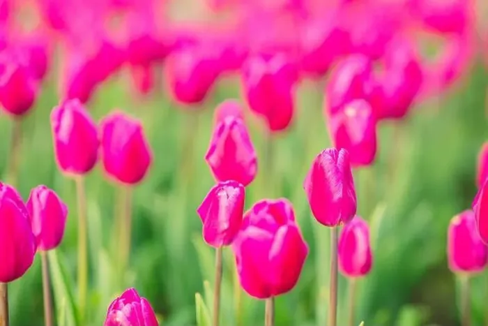 Framed Print : large beautiful field with tulips in Ukraine Framed Print : large beautiful field with tulips in Ukraine