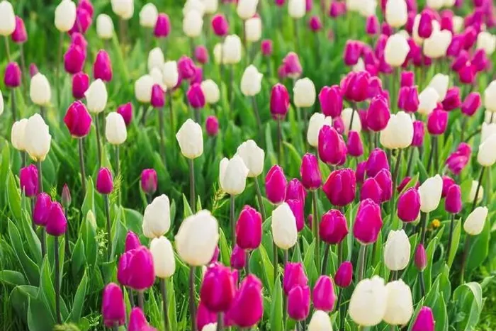 Framed Print : large beautiful field with tulips in Ukraine Framed Print : large beautiful field with tulips in Ukraine