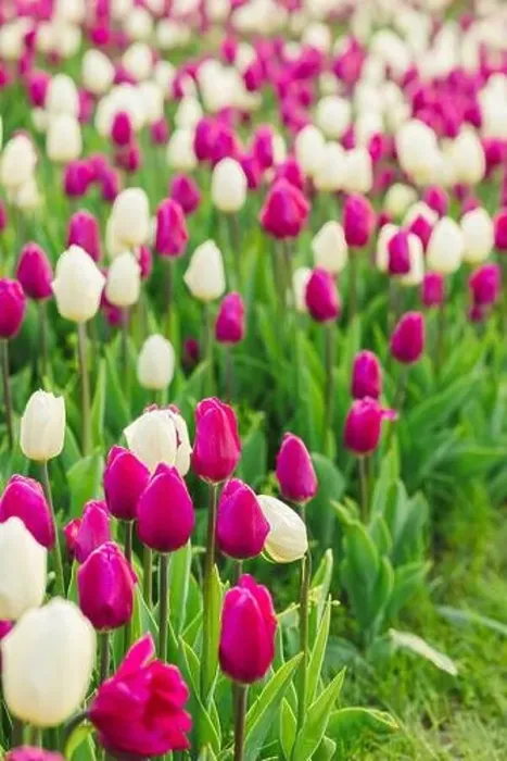 Framed Print : large beautiful field with tulips in Ukraine Framed Print : large beautiful field with tulips in Ukraine