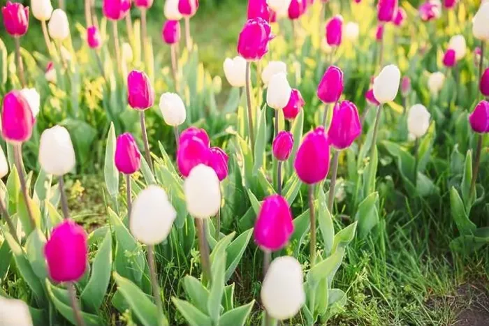 Framed Print : large beautiful field with tulips in Ukraine Framed Print : large beautiful field with tulips in Ukraine