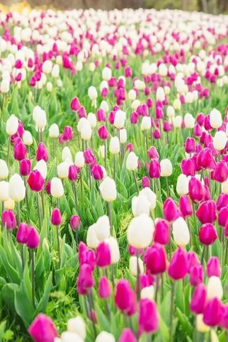 Framed Print : large beautiful field with tulips in Ukraine Framed Print : large beautiful field with tulips in Ukraine