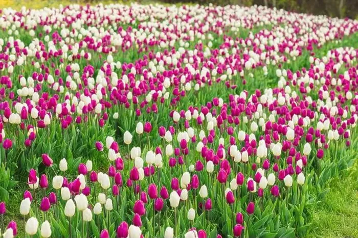 Framed Print : large beautiful field with tulips in Ukraine Framed Print : large beautiful field with tulips in Ukraine