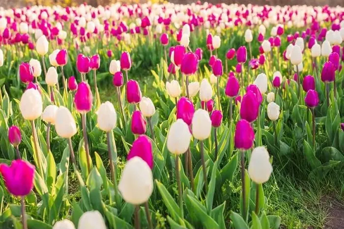 Framed Print : large beautiful field with tulips in Ukraine Framed Print : large beautiful field with tulips in Ukraine