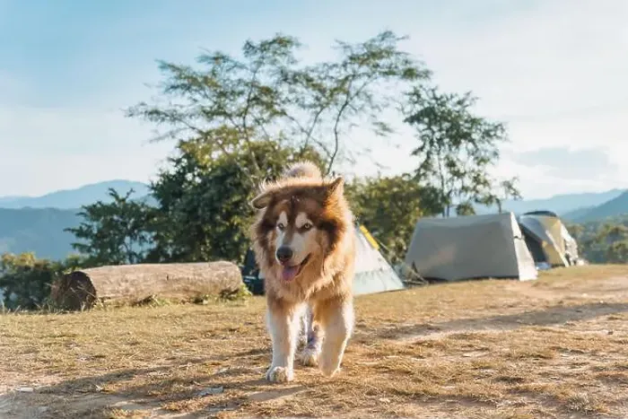 Framed Print : Large brown fluffy Alaskan Malamute dog with thick fur running with cheerful in camping area on the mountain in sunny Framed Print : Large brown fluffy Alaskan Malamute dog with thick fur running with cheerful in camping area on the mountain in sunny