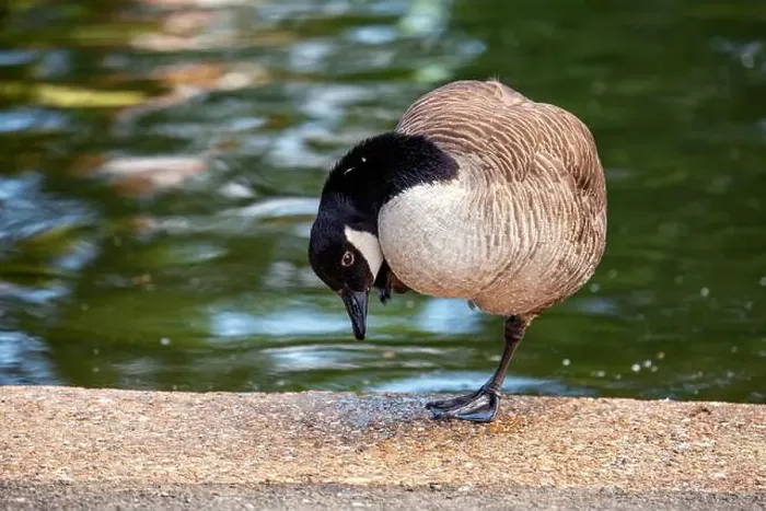 Framed Print : Large Canada Goose with a black head and white neck patch, grazes on a field in Dublin or migrates overhead Framed Print : Large Canada Goose with a black head and white neck patch, grazes on a field in Dublin or migrates overhead