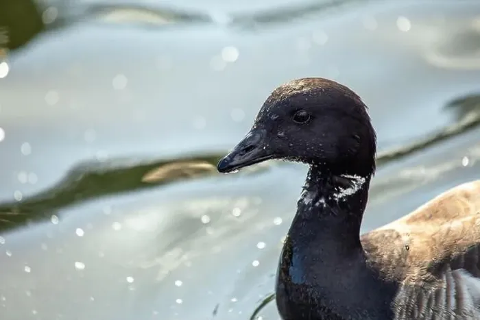Framed Print : Large Canada Goose with a black head and white neck patch, grazes on a field in Dublin or migrates overhead Framed Print : Large Canada Goose with a black head and white neck patch, grazes on a field in Dublin or migrates overhead