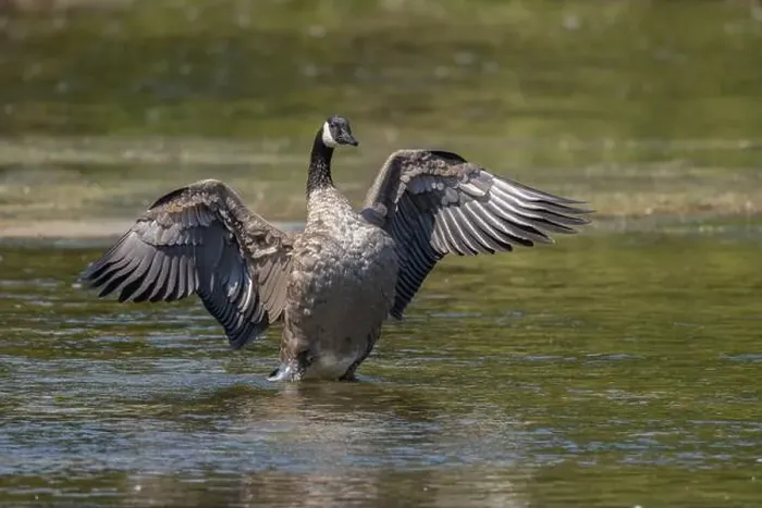 Framed Print : Large Canada Goose with wings extended in water in Ontario Canada Framed Print : Large Canada Goose with wings extended in water in Ontario Canada