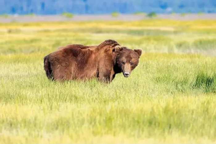 Framed Print : Large Coastal Brown Bear grazing in sedge - Brown Bear Bay