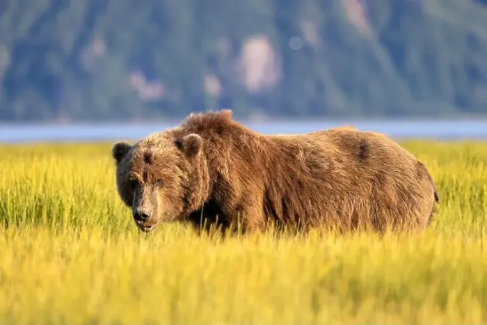 Framed Print : Large Coastal Brown Bear grazing in sedge - Brown Bear Bay Framed Print : Large Coastal Brown Bear grazing in sedge - Brown Bear Bay