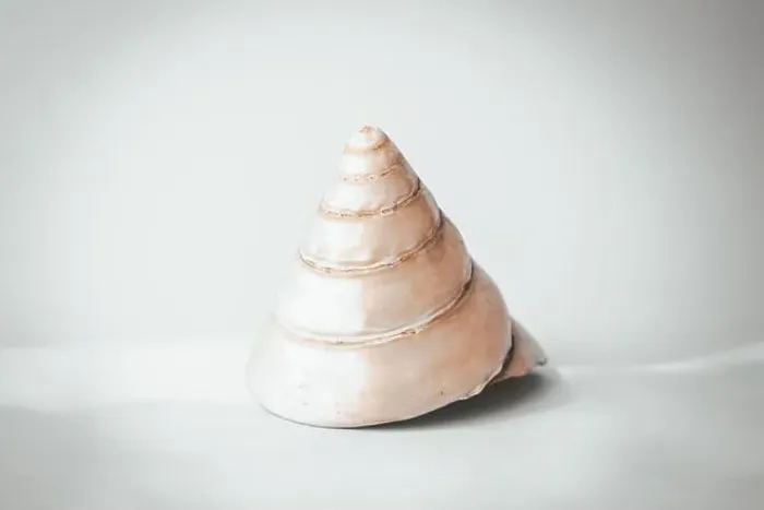 Framed Print : Large cone-shaped pearl shell on a blue background, copy space Framed Print : Large cone-shaped pearl shell on a blue background, copy space