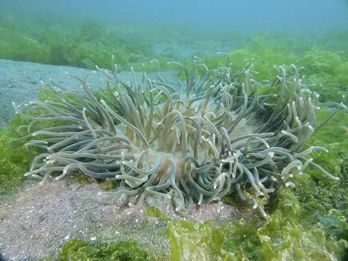 Framed Print : Large corkscrew anemone (Macrodactyla doreensis) with long tentacles on sandy seabed surrounded by algae Framed Print : Large corkscrew anemone (Macrodactyla doreensis) with long tentacles on sandy seabed surrounded by algae