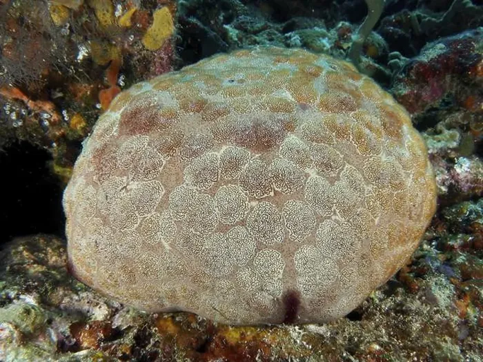 Framed Print : Large cushion starfish (Culcita novaeguineae) with detailed pattern on a rocky seabed Framed Print : Large cushion starfish (Culcita novaeguineae) with detailed pattern on a rocky seabed