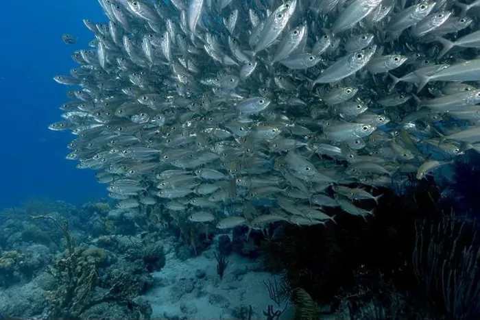 Framed Print : A large, densely packed school of shimmering Bigeye Scad or Selar crumenophthalmus swarms the tropical underwater Framed Print : A large, densely packed school of shimmering Bigeye Scad or Selar crumenophthalmus swarms the tropical underwater