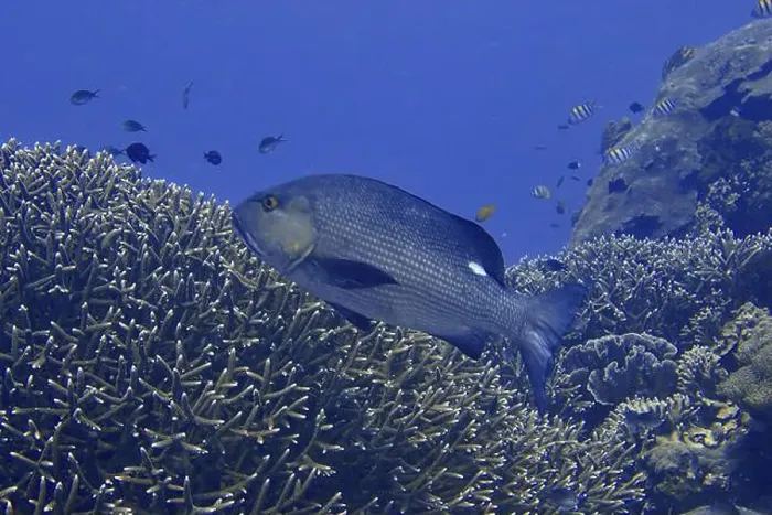 Framed Print : A large double spotted snapper (Lutjanus bohar) swimming above a living coral reef in the blue ocean Framed Print : A large double spotted snapper (Lutjanus bohar) swimming above a living coral reef in the blue ocean