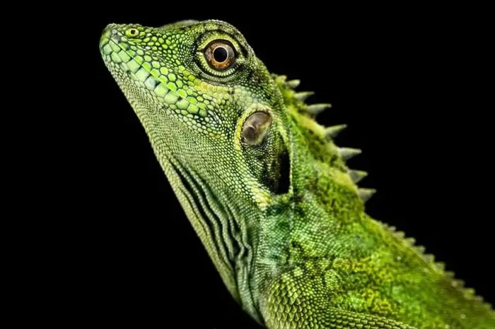 Framed Print : Large eared Anglehead Agama (Hypsilurus auritus) Framed Print : Large eared Anglehead Agama (Hypsilurus auritus)