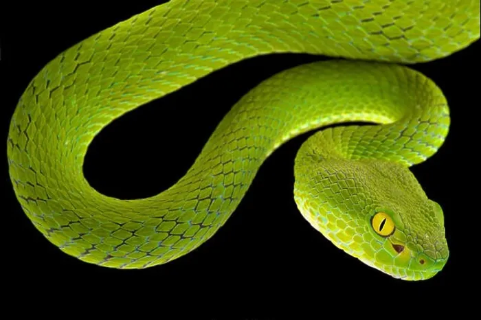 Framed Print : Large-eyed pitviper (Trimeresurus macrops) Framed Print : Large-eyed pitviper (Trimeresurus macrops)