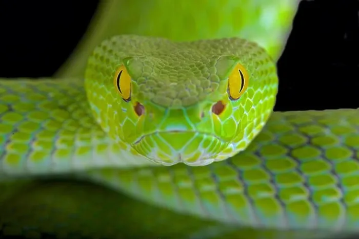 Framed Print : Large-eyed pitviper (Trimeresurus macrops)