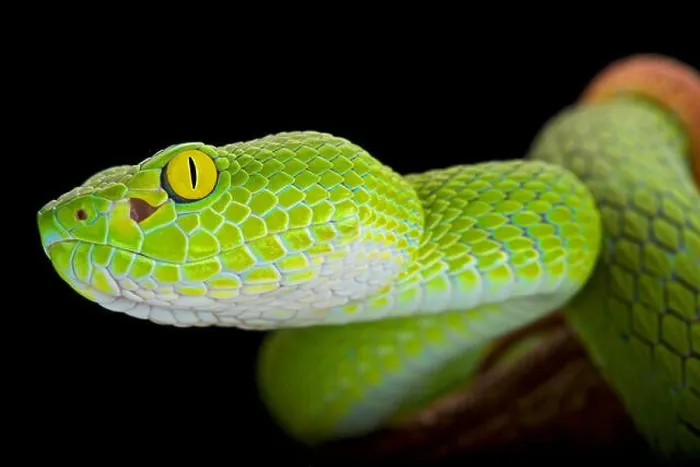 Framed Print : Large-eyed pitviper (Trimeresurus macrops) Framed Print : Large-eyed pitviper (Trimeresurus macrops)