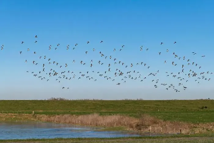 Framed Print : Large flock or group of Canadian Geese flying over the flooded Framed Print : Large flock or group of Canadian Geese flying over the flooded