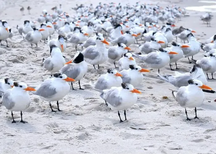 Framed Print : A large flock of Royal Terns facing into a stiff breeze gather on a beach in Naples Florida Framed Print : A large flock of Royal Terns facing into a stiff breeze gather on a beach in Naples Florida