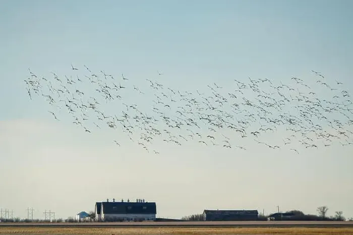 Framed Print : Large flock of snow geese flying over a farm in the prairies Framed Print : Large flock of snow geese flying over a farm in the prairies