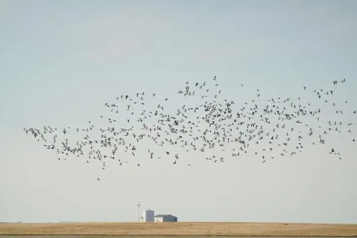 Framed Print : Large flock of snow geese flying in formation over a farm Framed Print : Large flock of snow geese flying in formation over a farm