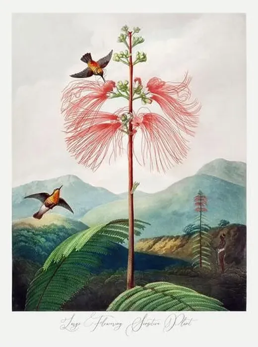 Framed Print : Large Flowering Sensitive Plant Framed Print : Large Flowering Sensitive Plant