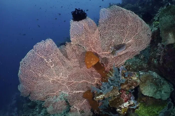 Framed Print : Large giant fan coral (Annella mollis) on a tropical reef in the deep sea Framed Print : Large giant fan coral (Annella mollis) on a tropical reef in the deep sea
