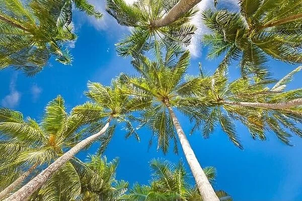 Large green branches on coconut trees against the blue sky in the tropics. Amazing tropical nature foliage, grunge. Tranquil natural environment