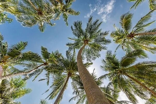 Large green branches on coconut trees against the sky in the tropics. Tropical trees background concept