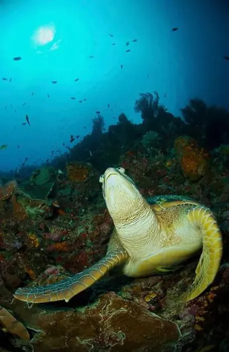 Framed Print : Large green sea turtle (Chelonia mydas) on a reef in Manado, North Sulawesi, Indonesia