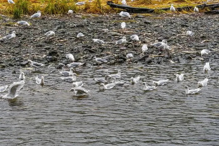 Framed Print : Large group of seagulls birds at the Indian River in Sitka, Alaska, to feed on salmon Framed Print : Large group of seagulls birds at the Indian River in Sitka, Alaska, to feed on salmon