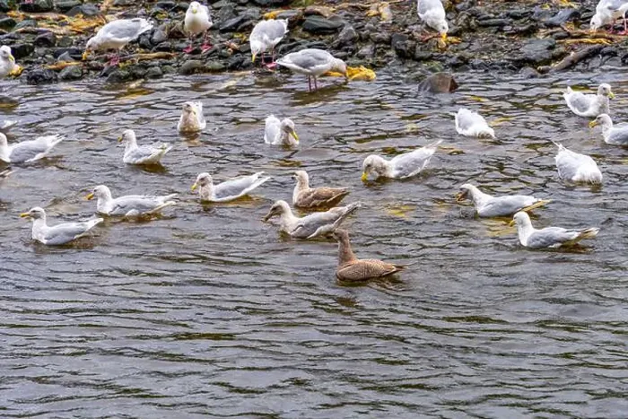 Framed Print : Large group of seagulls birds at the Indian River in Sitka, Alaska, to feed on salmon Framed Print : Large group of seagulls birds at the Indian River in Sitka, Alaska, to feed on salmon