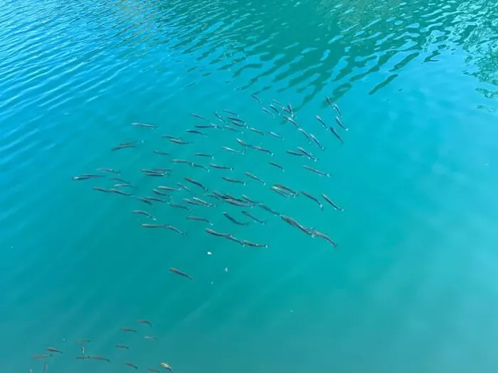Framed Print : A large group of small fish swims gracefully in the turquoise waters