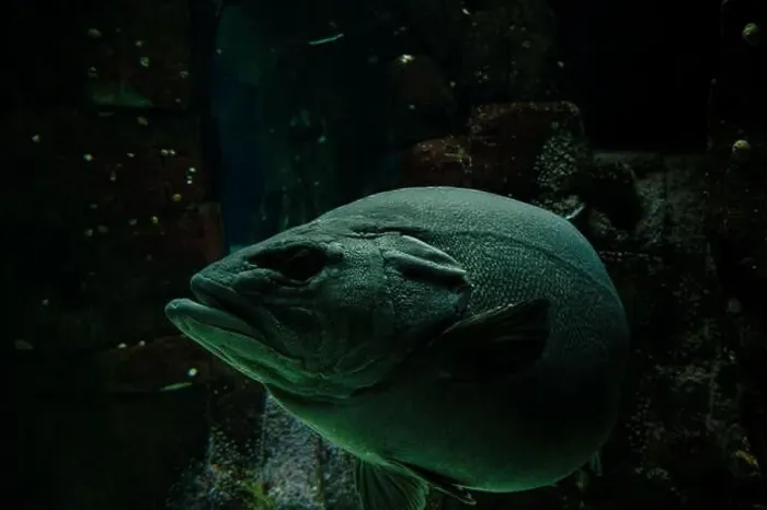 Framed Print : A large grouper swims through the dimly lit depths of its tank at the Lisbon Oceanarium Framed Print : A large grouper swims through the dimly lit depths of its tank at the Lisbon Oceanarium