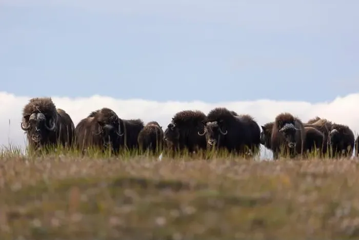 Framed Print : A large herd of musk oxen in the tundra. Republic of Sakha, Yakutia, Russia Framed Print : A large herd of musk oxen in the tundra. Republic of Sakha, Yakutia, Russia