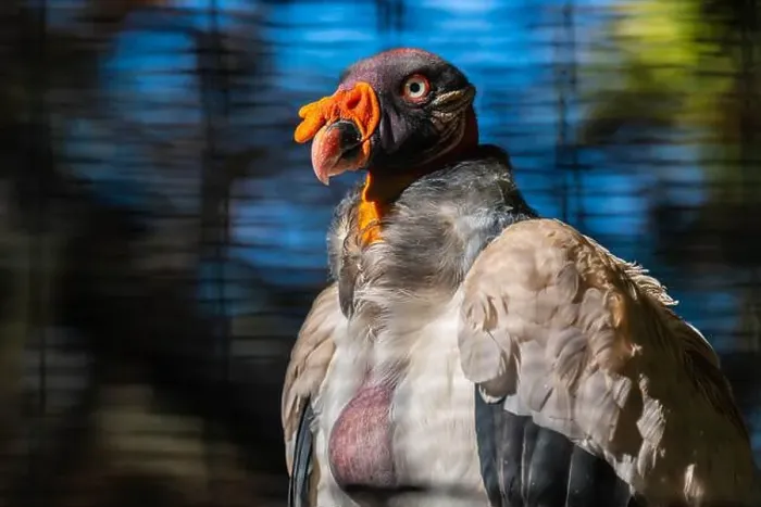 Framed Print : A large King Vulture in Tucson, Arizona Framed Print : A large King Vulture in Tucson, Arizona