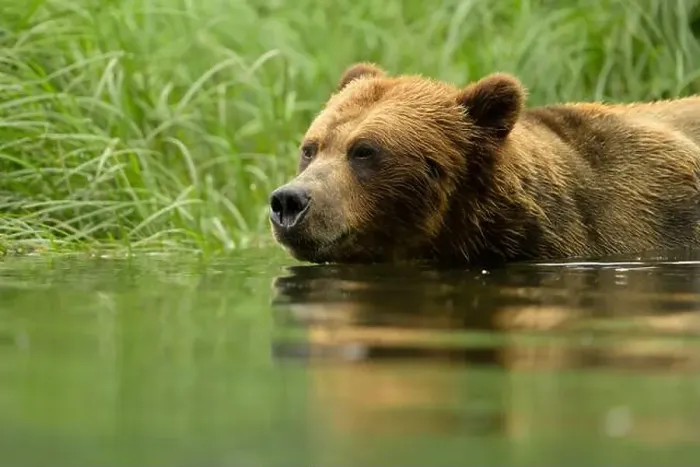 Framed Print : Large male grizzly bear wading through water close up Framed Print : Large male grizzly bear wading through water close up