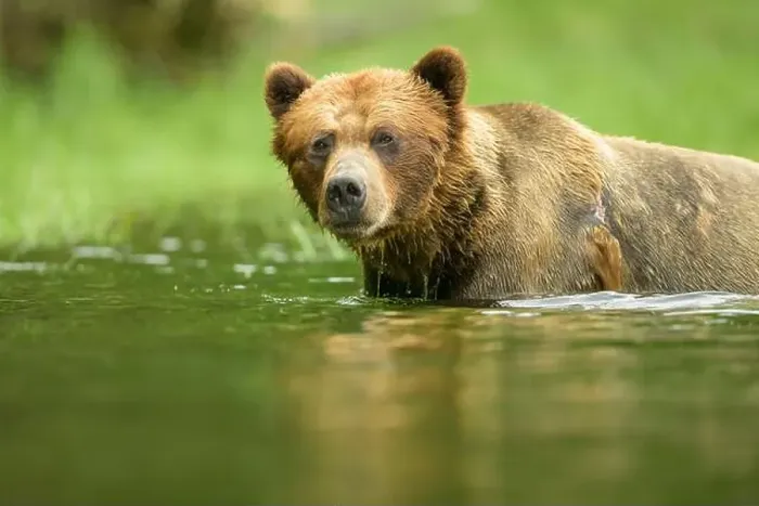 Framed Print : Large male grizzly;y bear standing chest deep in water Framed Print : Large male grizzly;y bear standing chest deep in water